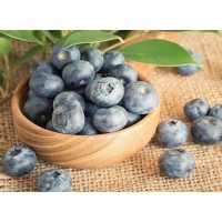 EU Stocks Blueberry Extracts 