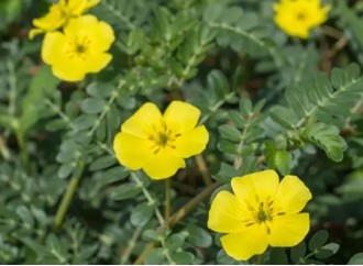 What is Tribulus Terrestris Extract Tribulus Saponin? What does it do for fitness?