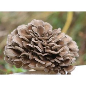 Maitake Mushroom Extract Polysaccharide