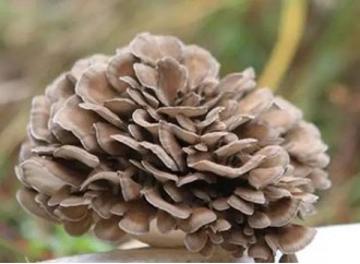 How does maitake mushroom extract help lose weight? What else does it do?