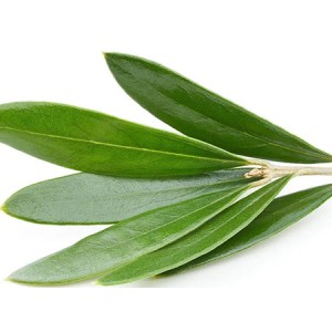 Olive Leaf Extract Oleuropein