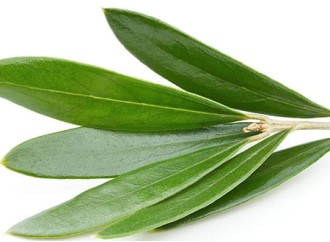 What are the beneficial ingredients in olive leaf extract? What are the main applications?