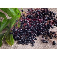 What Products Are Immune Boosters - Elderberry Extract Used In?