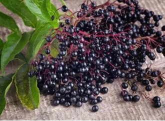 What Products Are Immune Boosters - Elderberry Extract Used In?