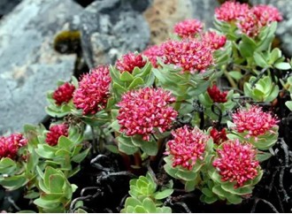 Application of Rhodiola Rosea Extract in Health Food Formula