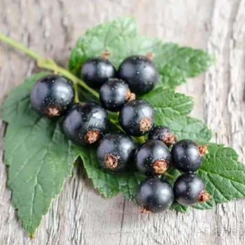 Black Currant Extract