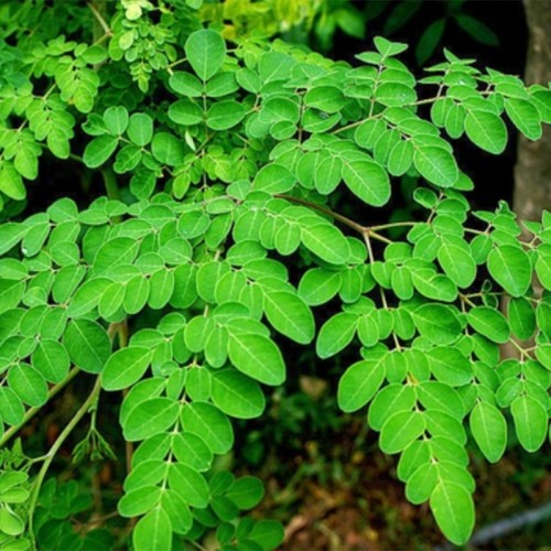 Moringa Extract