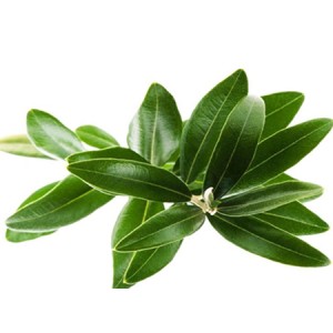 Effect of Olive Leaf Extract