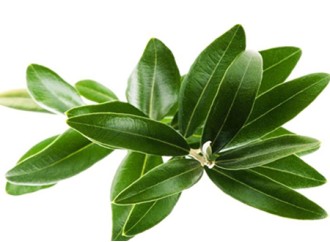 The efficacy and effect of olive leaf extract on the skin