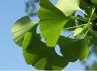 Difference Between Ginkgo Biloba, Ginkgo Nut and Ginkgo Biloba Extract