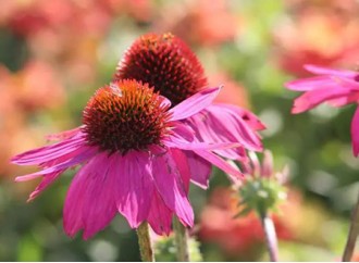 What is the role of echinacea extract in animal immune regulation?
