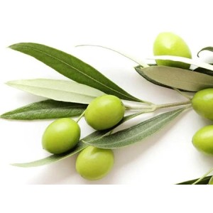 Can olive leaf extract be used in skin care products to increase attractiveness?