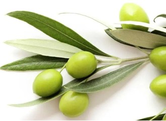 Can olive leaf extract be used in skin care products to increase attractiveness?