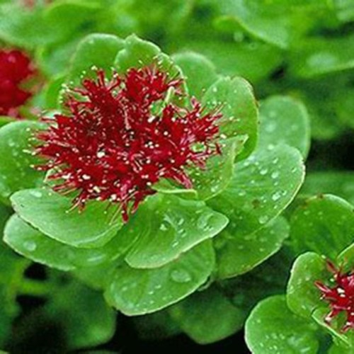 Rhodiola Crenulata Extract