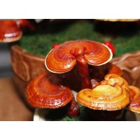 Why should reishi mushroom extract be the first choice for products that improve immunity?