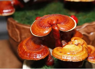 Why should reishi mushroom extract be the first choice for products that improve immunity?