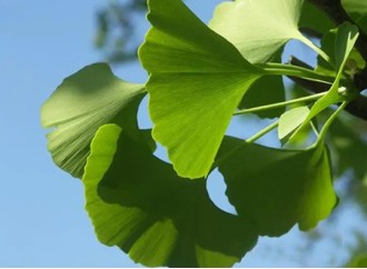 Does Ginkgo Biloba Extract Improve and Treat Parkinson's?