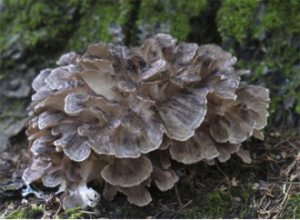 How does maitake mushroom extract support immune health?