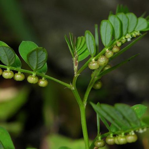Phyllanthus Niruri Extract