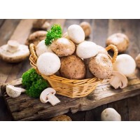 Shiitake Mushroom Extract AHCC