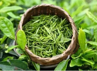 Does the functional food raw material green tea extract have the effect of losing weight?
