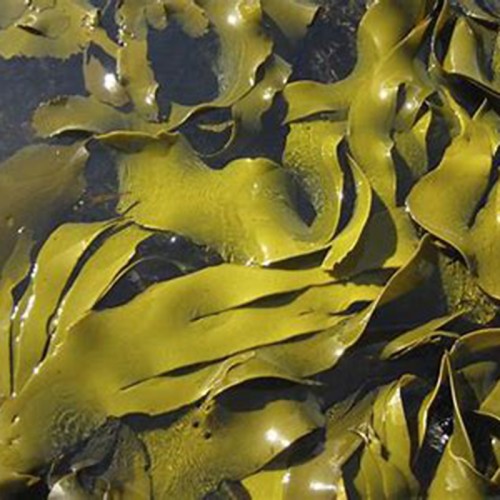 Desalted Seaweed Powder