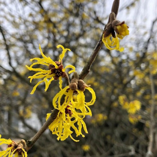 Witch Hazel Extract