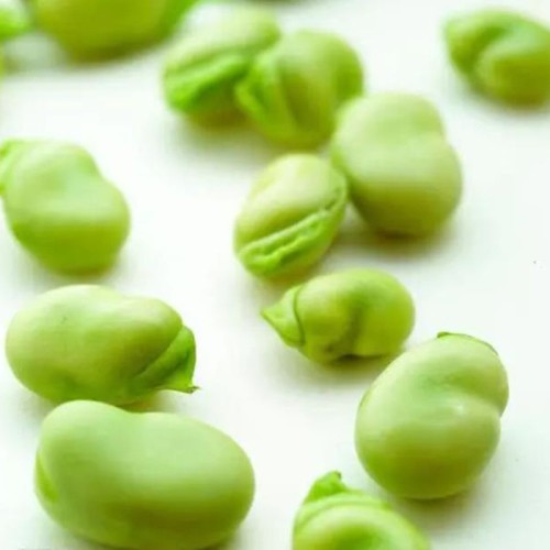 Broad Bean Protein