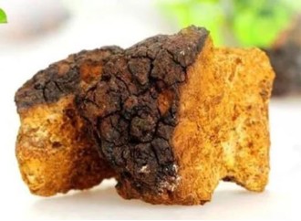 What are the long-term effects of chaga mushroom extract supplements on the body?