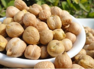 Chickpea Protein: The Plant Protein Vegans Must Watch