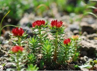 How long does it take for Rhodiola rosea extract to work?