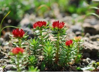 What is the difference between Rhodiola rosea and Rhodiola crenulata?