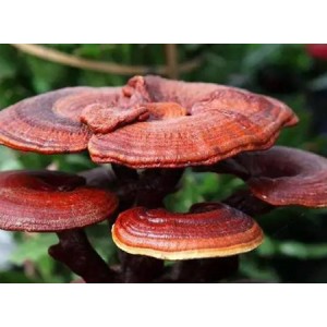 Organic Reishi Mushroom Extract