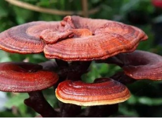 How does reishi mushroom extract improve human immunity?