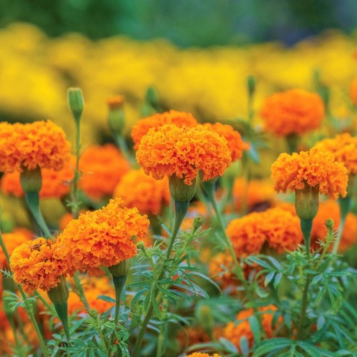 Marigold Oil