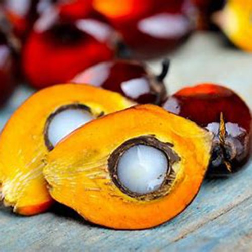 Palm Fruit Oil