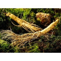 Which is more suitable for human consumption, ginseng extract or ginseng?