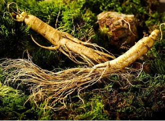 Which is more suitable for human consumption, ginseng extract or ginseng?