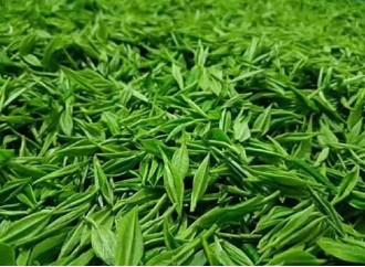 Can functional food raw material green tea extract lose weight?