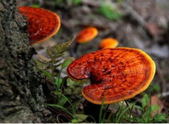 How to choose Reishi Mushroom Extract products?