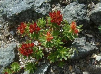 What are the anti-aging advantages of Rhodiola crenulata extract as a raw material for skin care products?