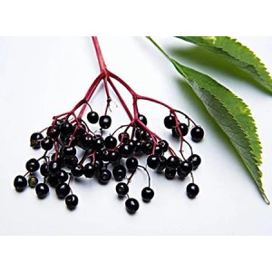 The oseltamivir of the plant world, how does elderberry extract become a virus killer?
