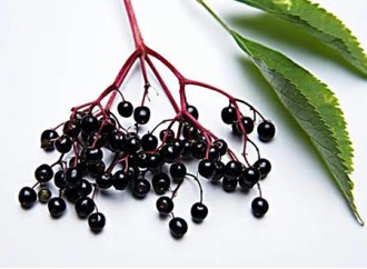 The oseltamivir of the plant world, how does elderberry extract become a virus killer?