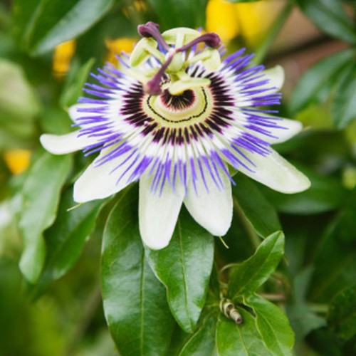 Organic Passion Flower Extract