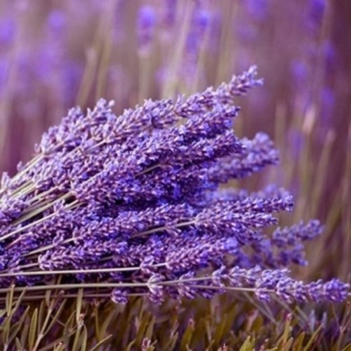 Organic Lavender Flower Powder