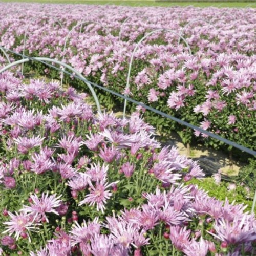 Purple Chrysanthemum Extract