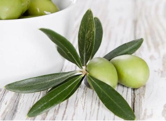 As a new type of antioxidant, what inflammatory responses can olive leaf extract improve?