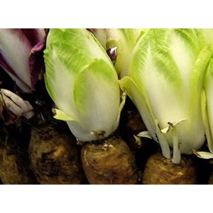 Does chicory extract - inulin have the effect of protecting the gastric mucosa?