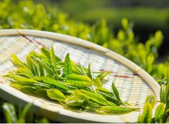 What are the applications of green tea extract in cosmetics?