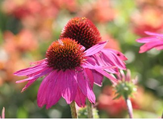As the best-selling medicinal plant, what are the applications of echinacea extract?